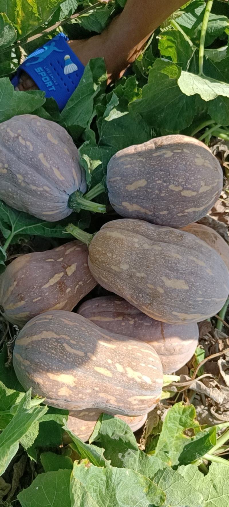 小金香南瓜