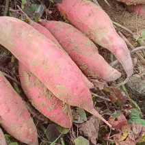 广东大量供应西瓜红通货，无虫眼，皮毛光滑，常年供应精品