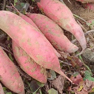 广东大量供应西瓜红通货，无虫眼，皮毛光滑，常年供应精品