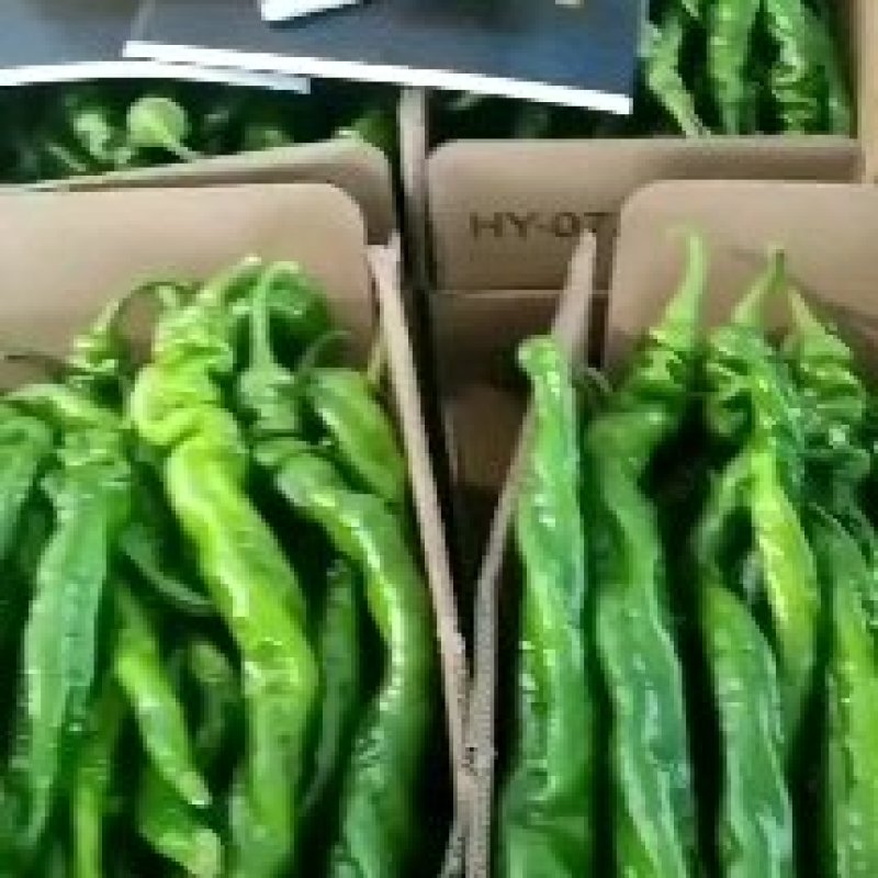 精品陇椒