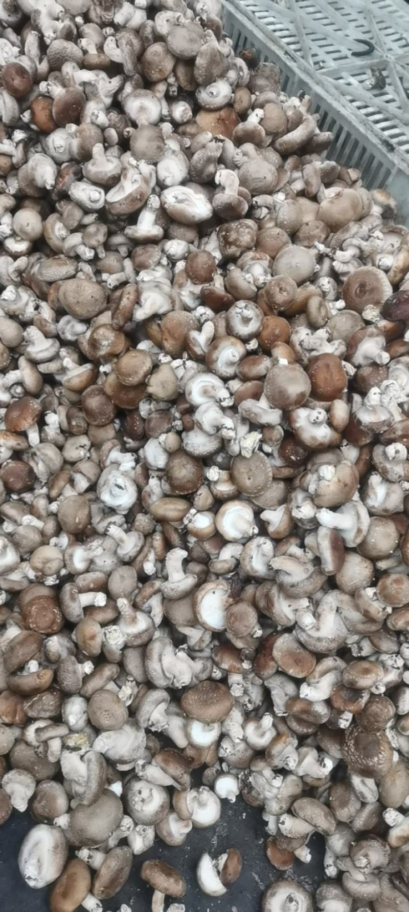 河北鲜香菇808香菇食品加企业可按工厂要求订单加工