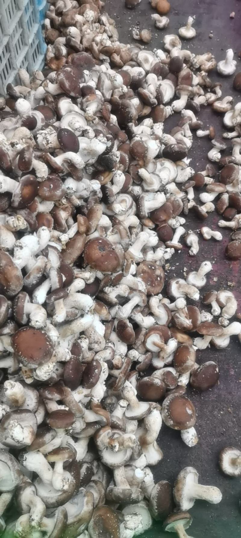 河北鲜香菇808香菇食品加企业可按工厂要求订单加工