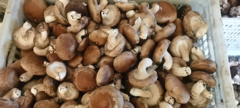 河北鲜香菇808香菇食品加企业可按工厂要求订单加工