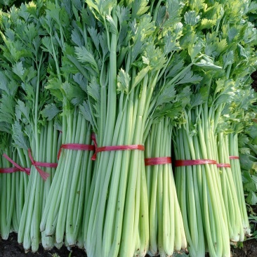 芹菜