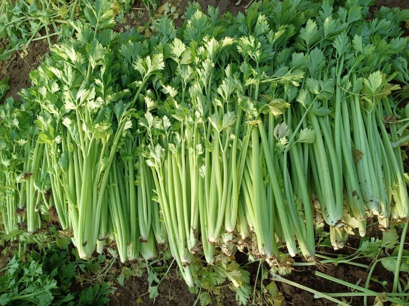 芹菜