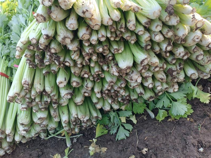 芹菜