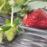 常德澧县草莓产地直发