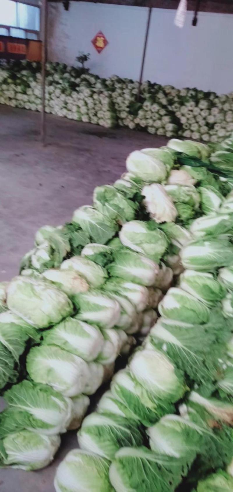平度郭庄大白菜，自产自销，种了20亩，货量充足