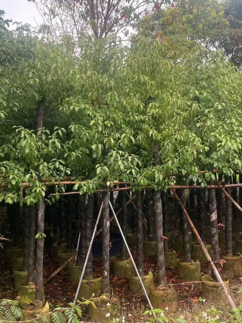 香樟5-10-12-18公分支持视频看货欢迎联系