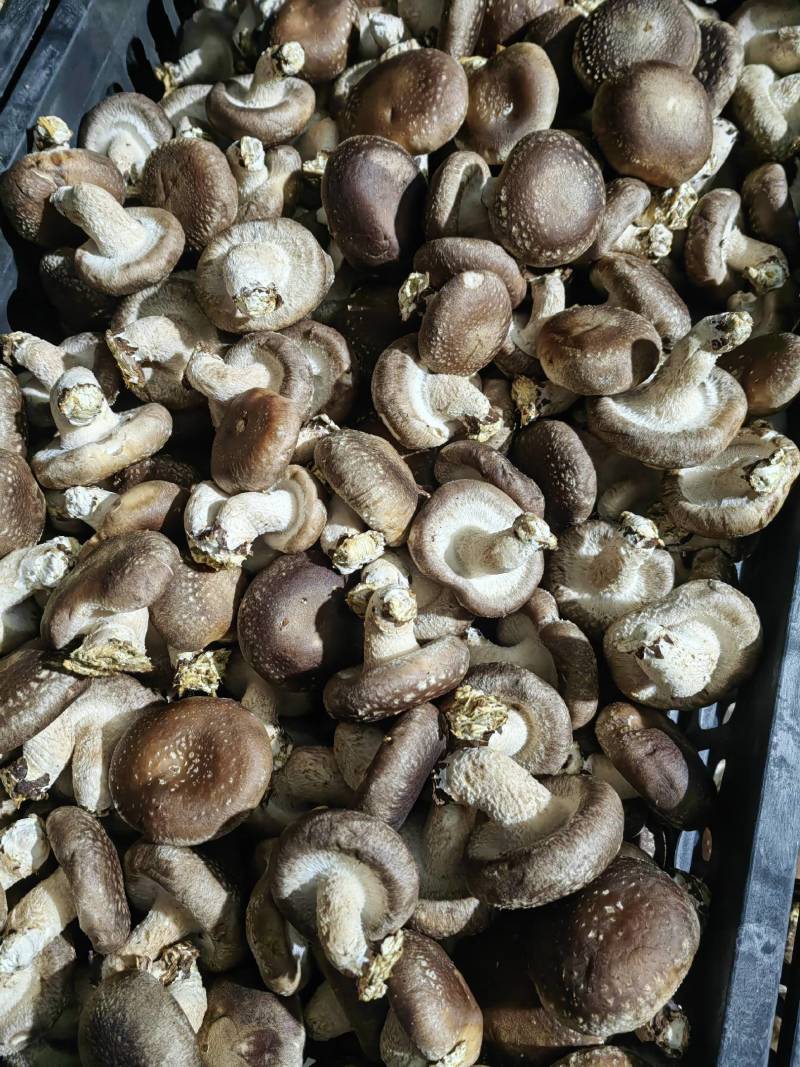 鲜香菇大量上市产地直发价格优惠欢迎来电洽谈品质保证