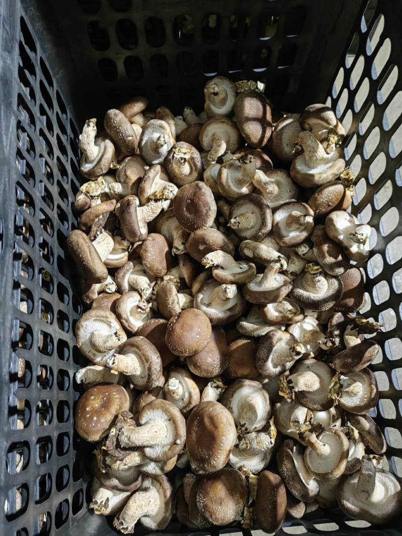 鲜香菇大量上市产地直发价格优惠欢迎来电洽谈品质保证