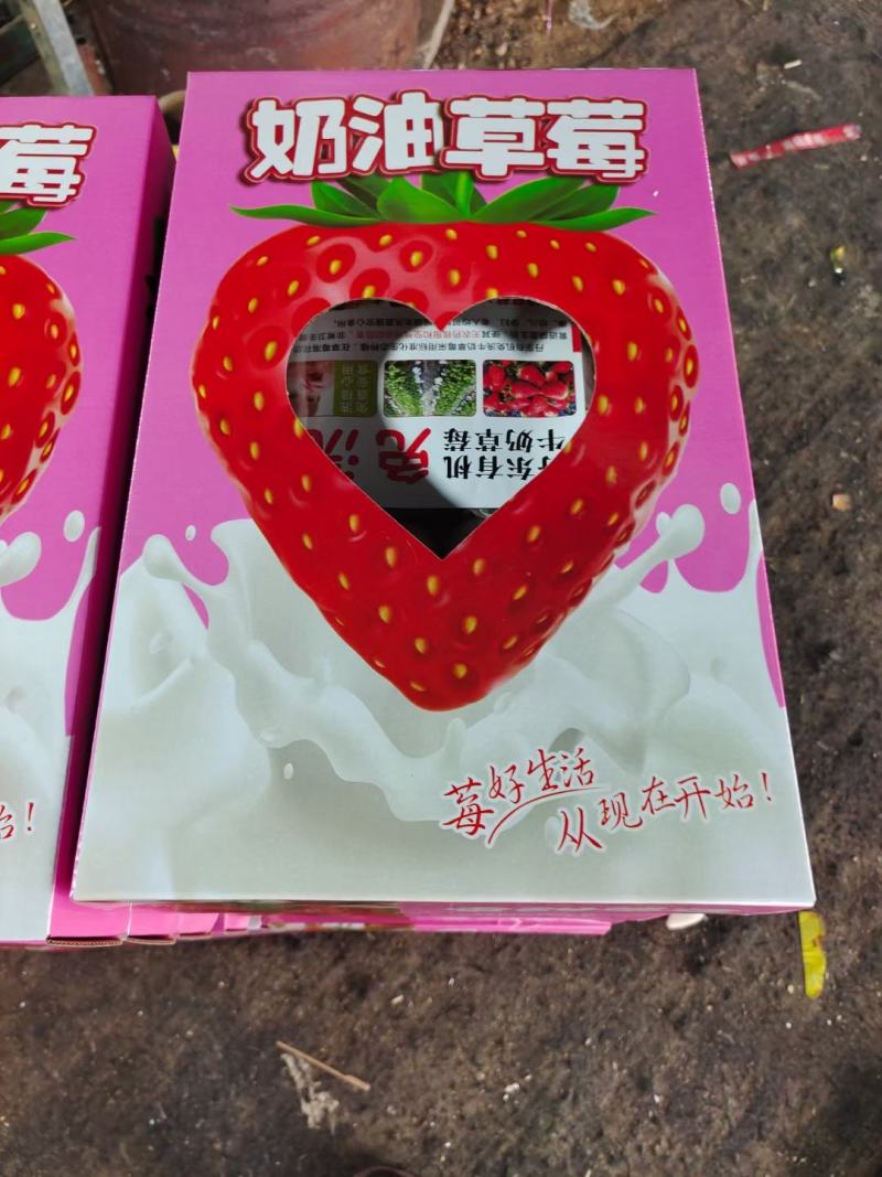 套袋草莓免洗草莓产地直供支持商超市场平台