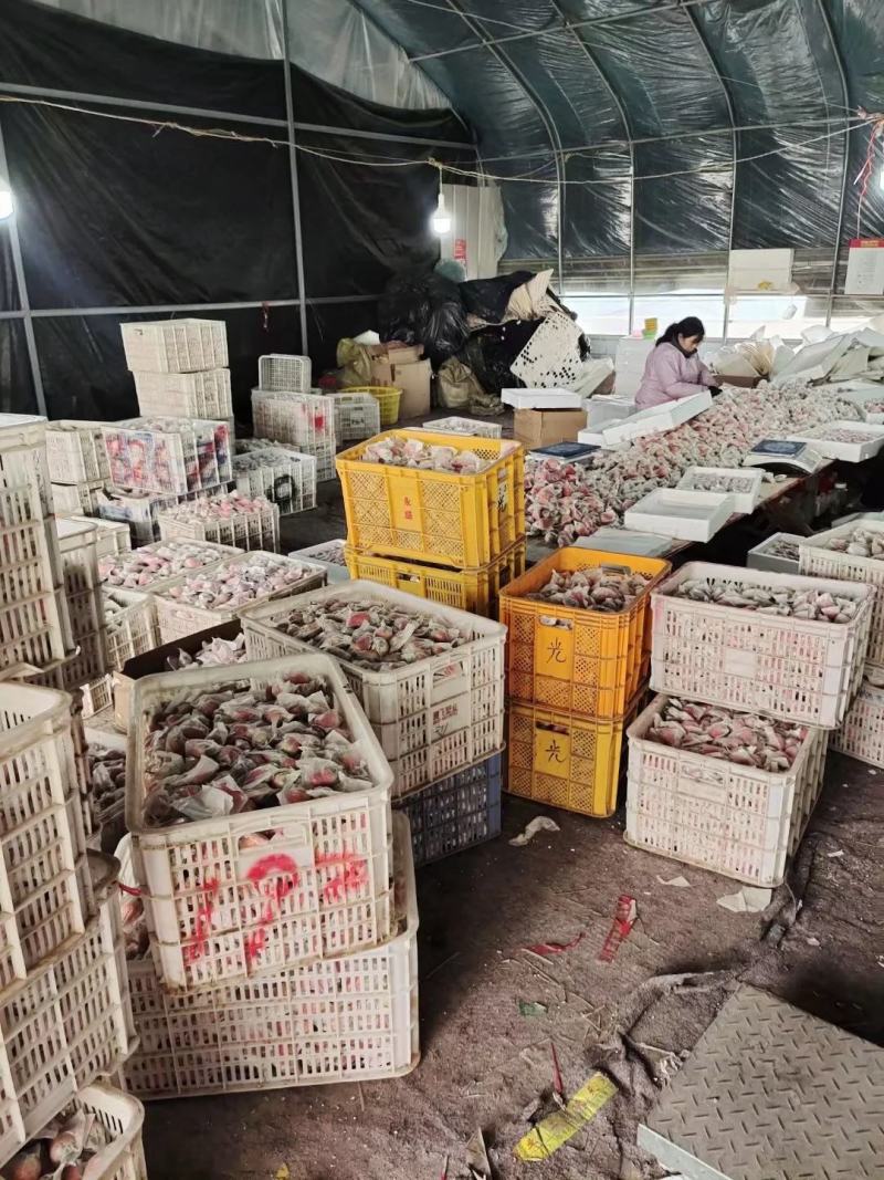 套袋草莓免洗草莓产地直供支持商超市场平台