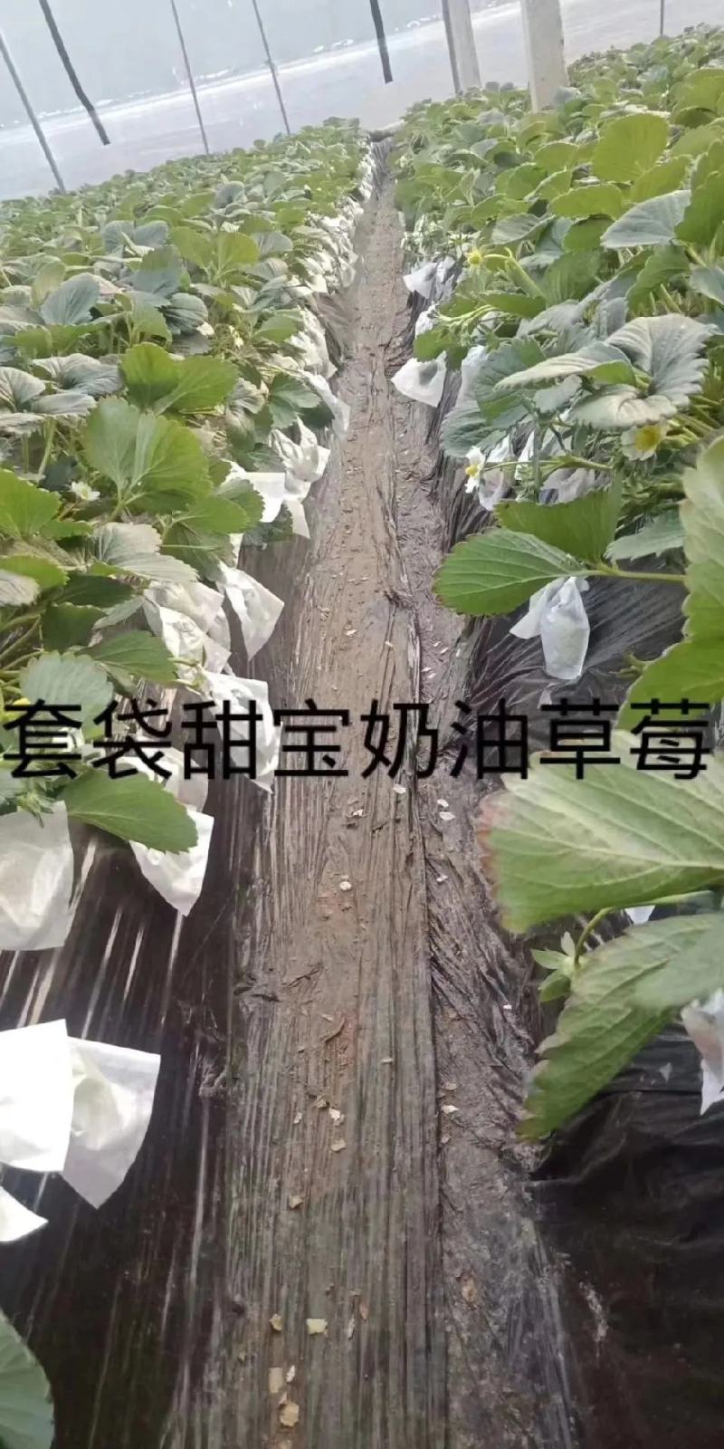 套袋草莓免洗草莓产地直供支持商超市场平台