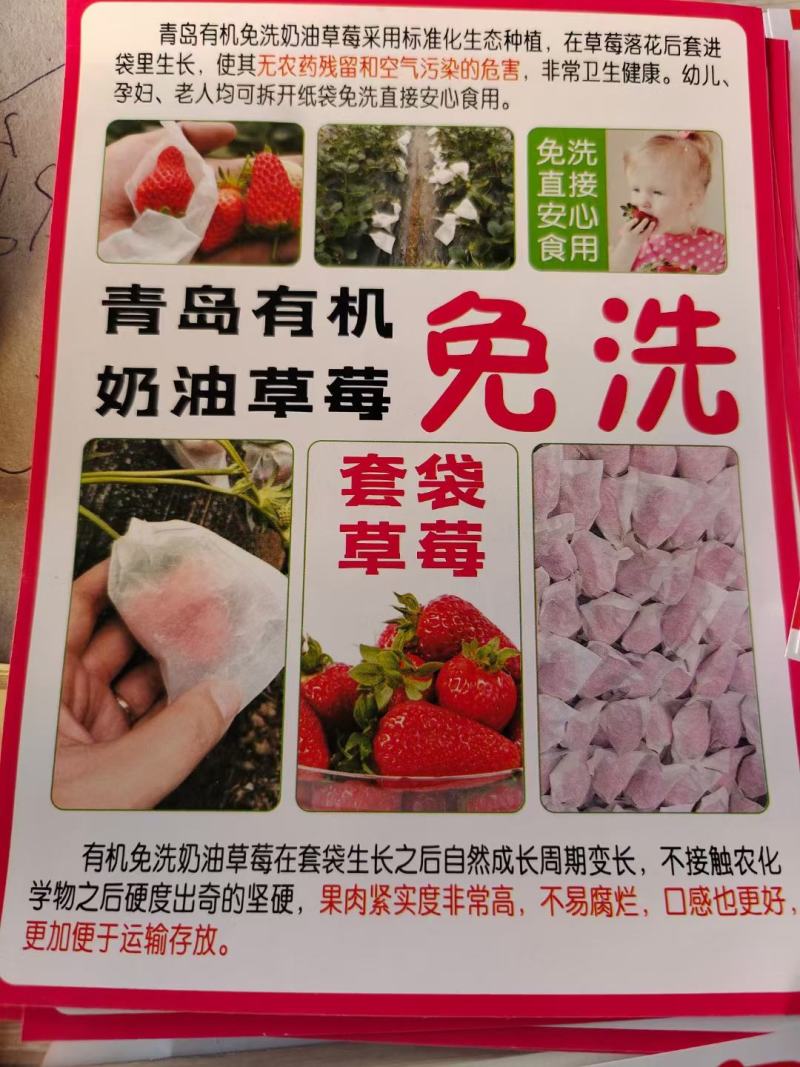 套袋草莓免洗草莓产地直供支持商超市场平台