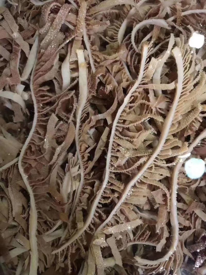 毛肚黑千层精品黑千层牛百叶厂家直供