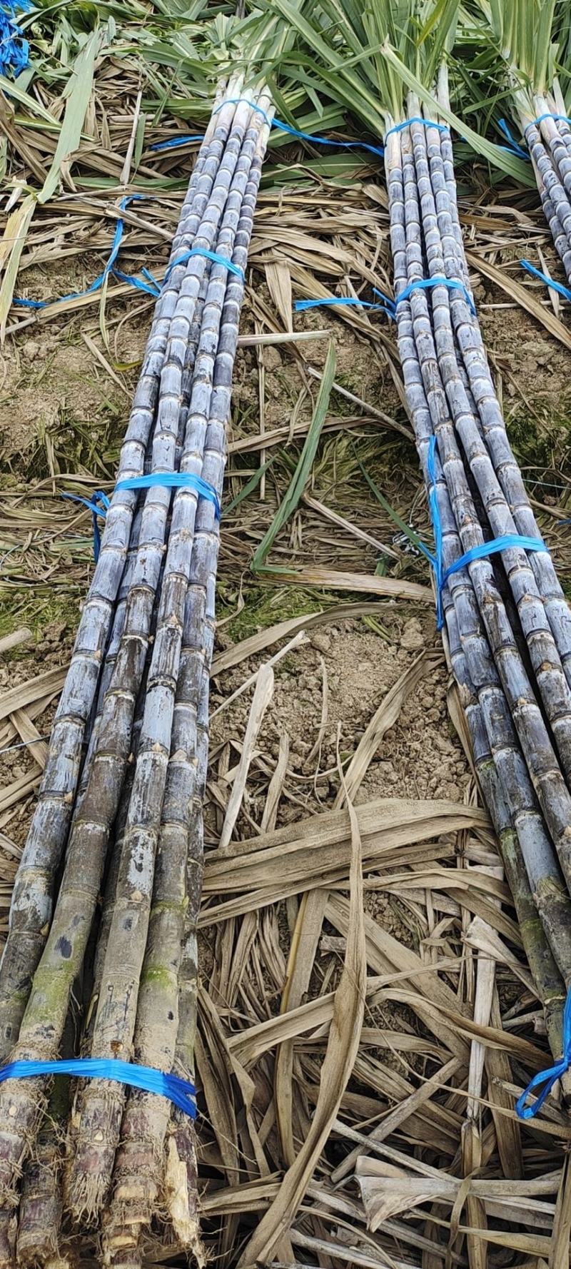 云南黑皮甘蔗节长长度高货量大全国能发包食宿一条龙按需分拣打包