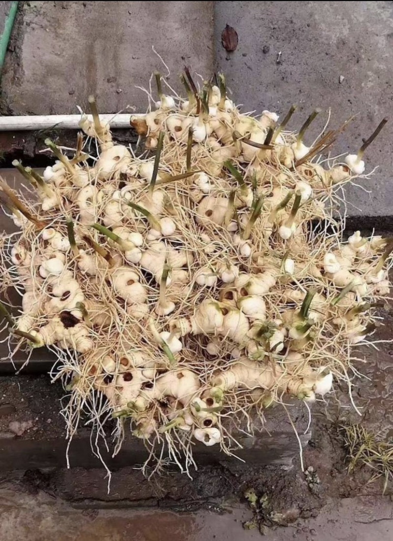 黄精种苗四川姜型不倒苗黄精多花好久老虎姜成活高
