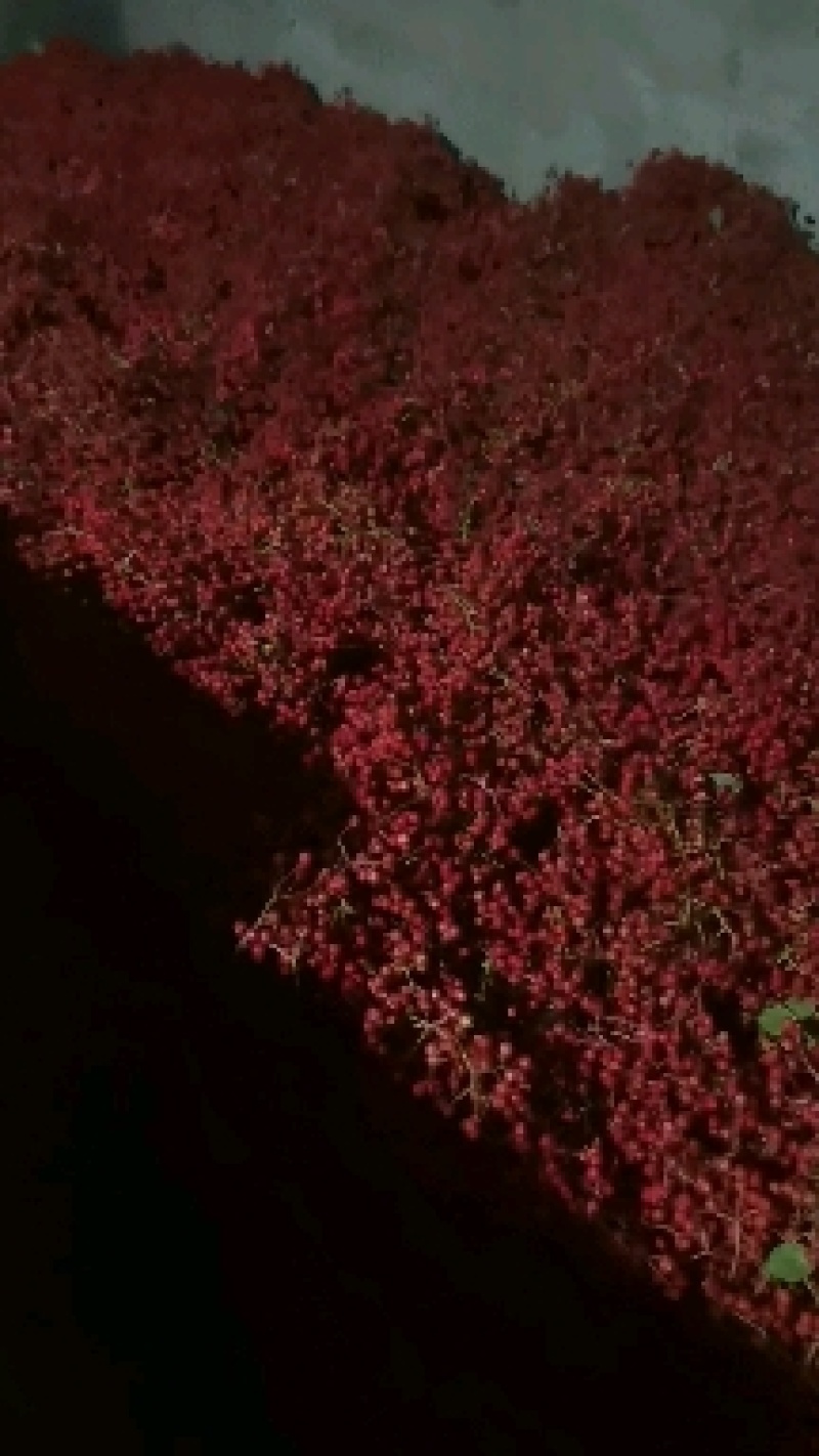 茂汶花椒