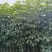 2-3-4分红花风铃木，基地直供大量现货