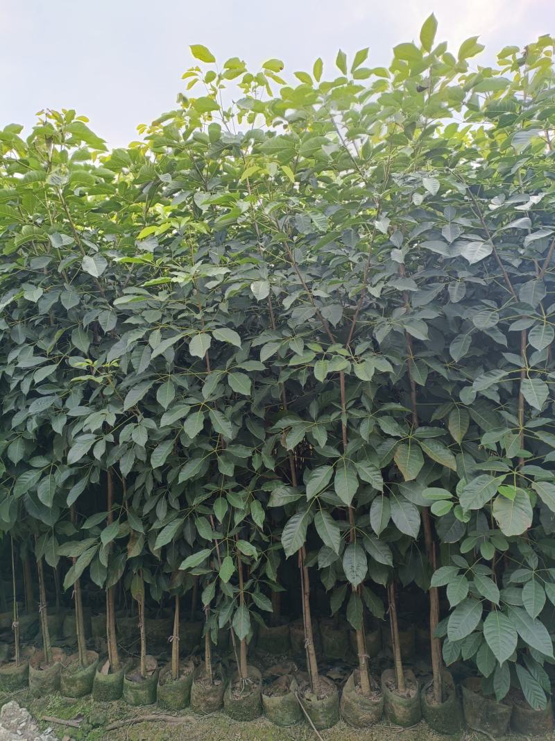 2-3-4分红花风铃木，基地直供大量现货