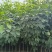 2-3-4分红花风铃木，基地直供大量现货