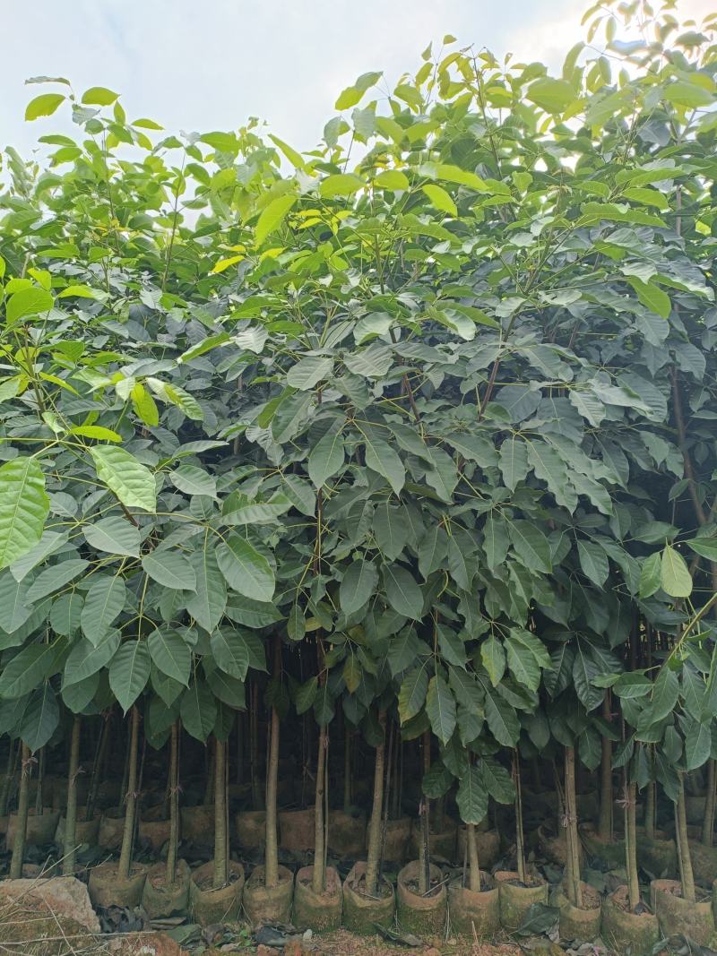 2-3-4分红花风铃木，基地直供大量现货