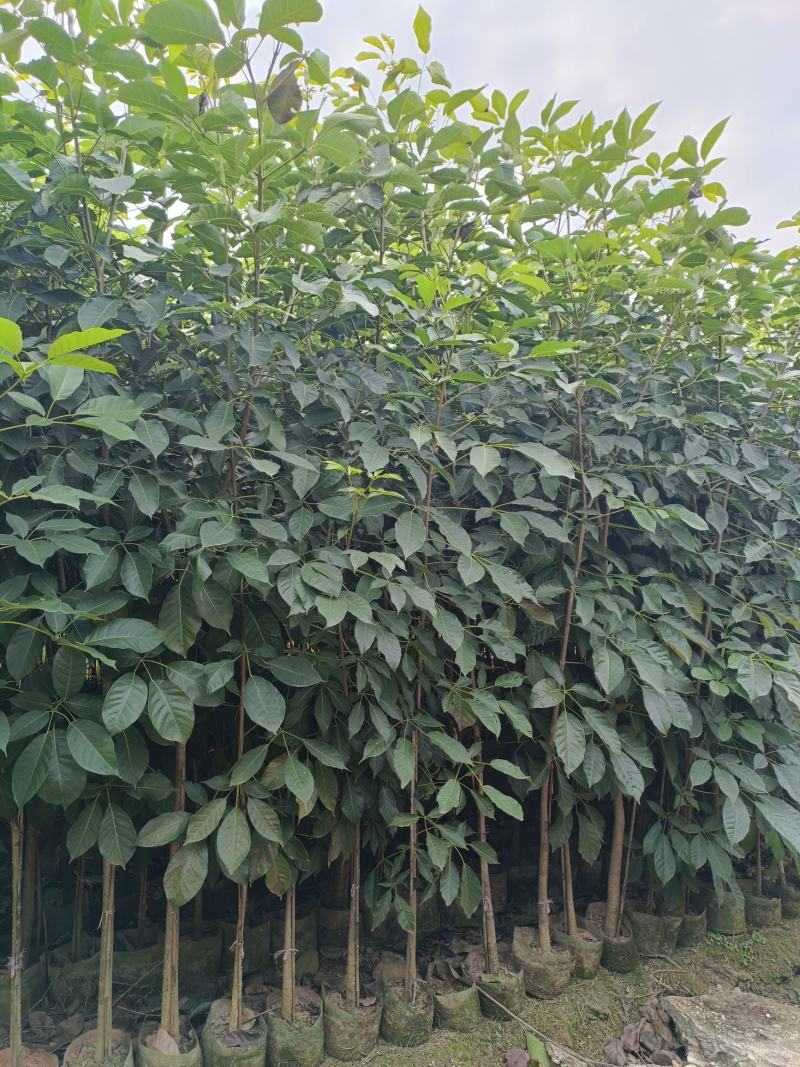 2-3-4分红花风铃木，基地直供大量现货