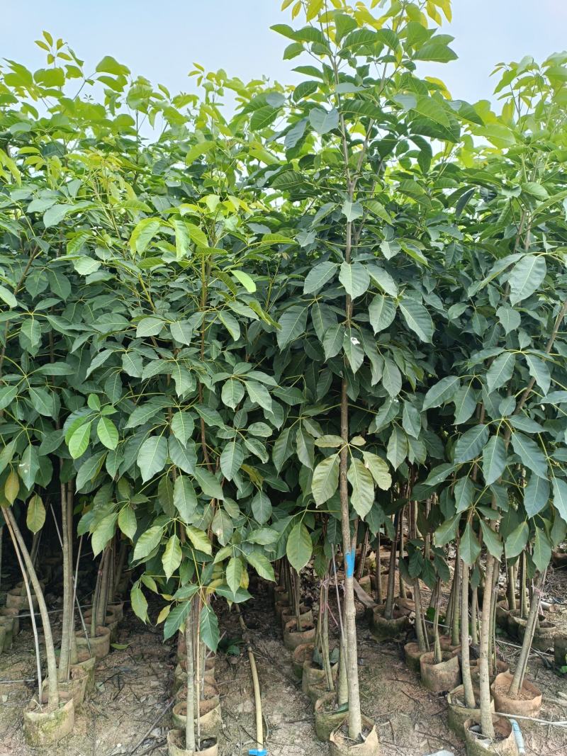 2-3-4分红花风铃木，基地直供大量现货