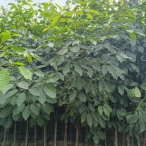 2-3-4分红花风铃木，基地直供大量现货