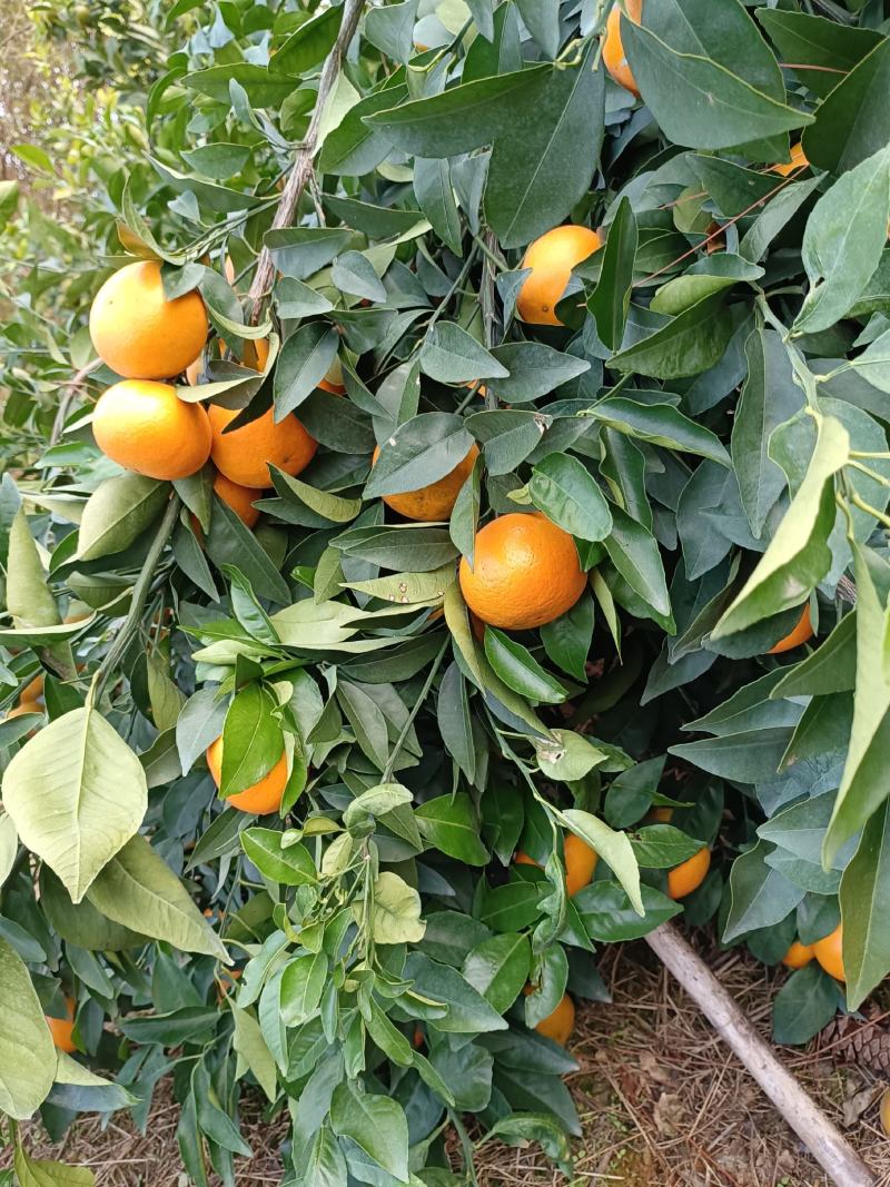 贺州沃柑