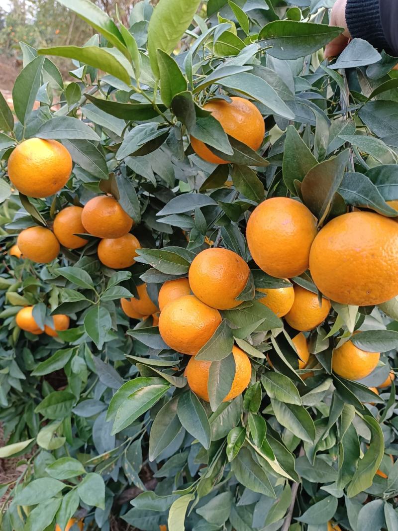 贺州沃柑