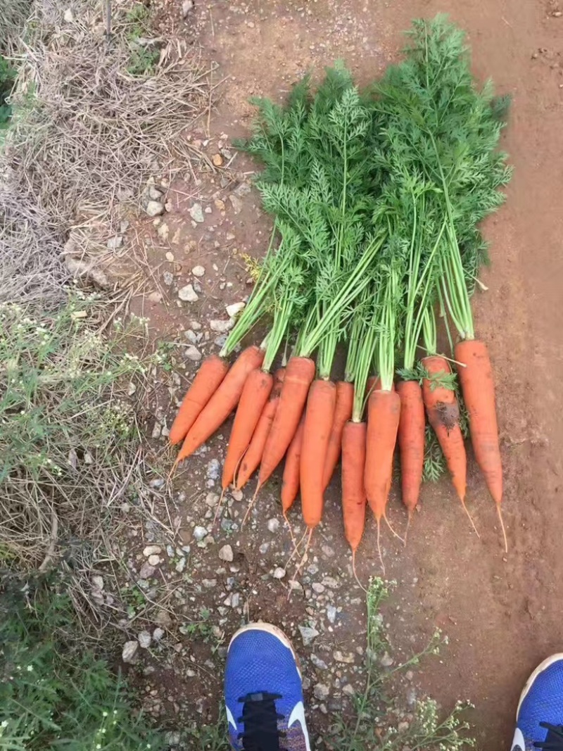 【推荐】水洗泥胡萝卜电商货大量上市产地新鲜发货自家