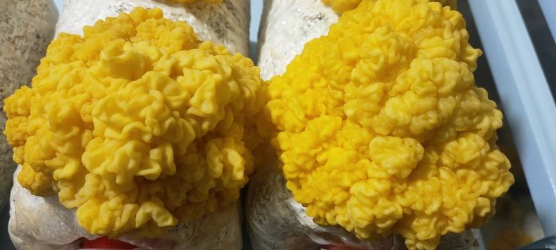 金耳菌鲜品
