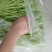 芦蒿1月12号上市