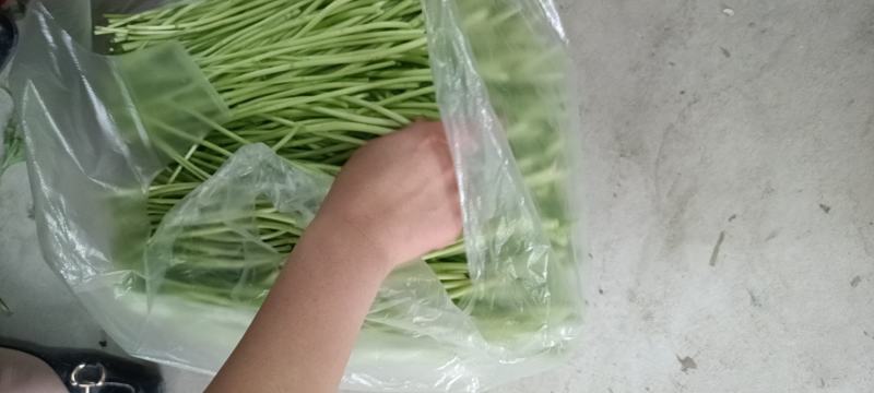 芦蒿1月12号上市