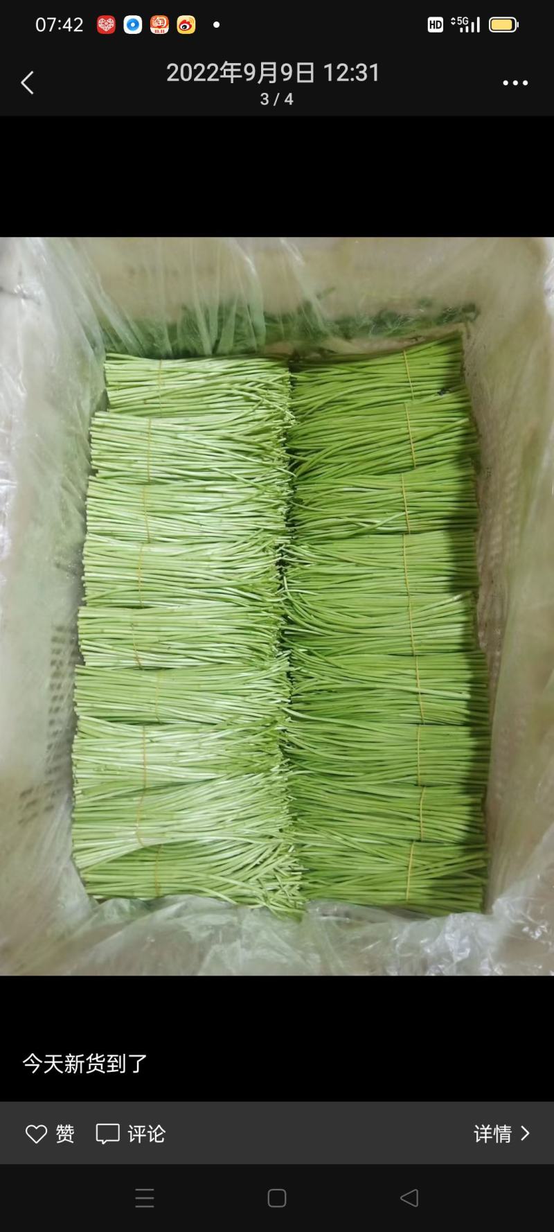 芦蒿1月12号上市