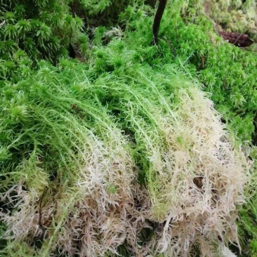 水苔热销实力供货