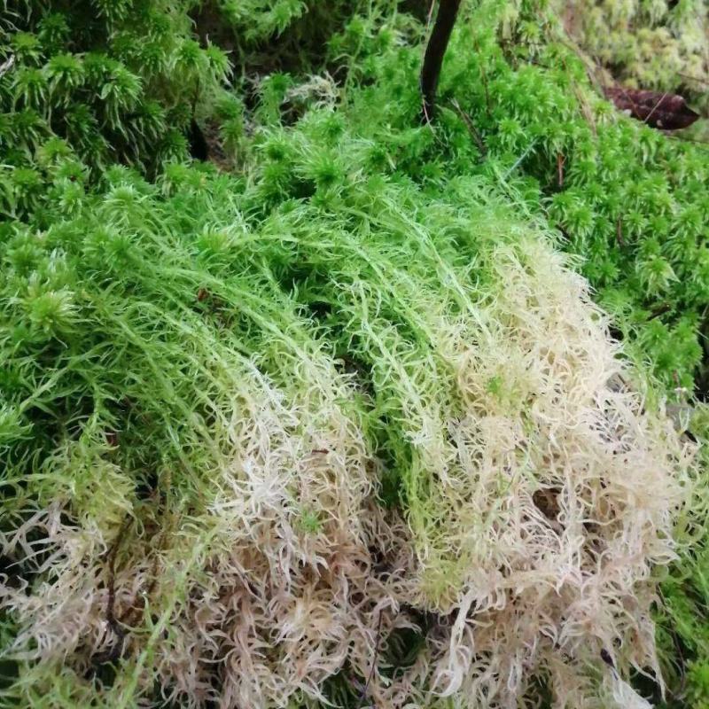 水苔热销实力供货