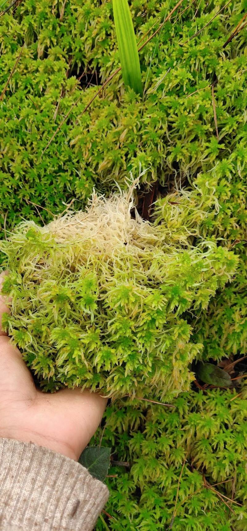 水苔热销实力供货
