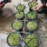 水苔热销实力供货