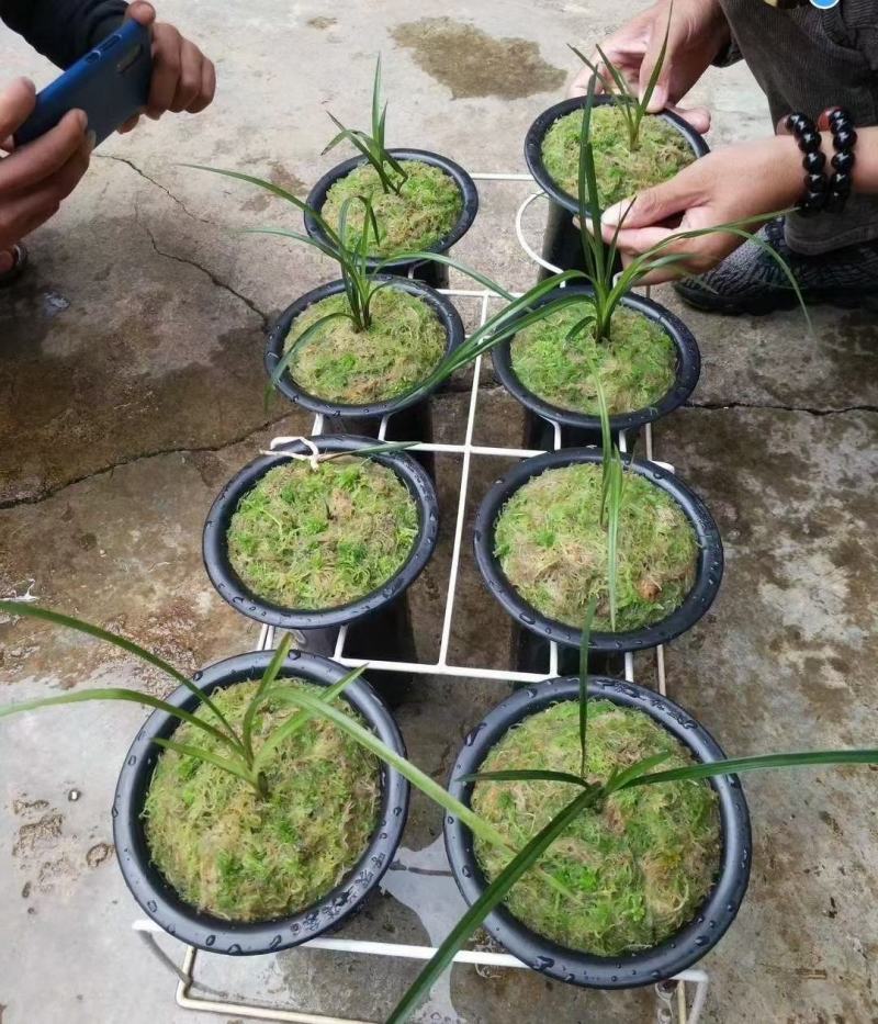 水苔热销实力供货