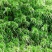 水苔热销实力供货