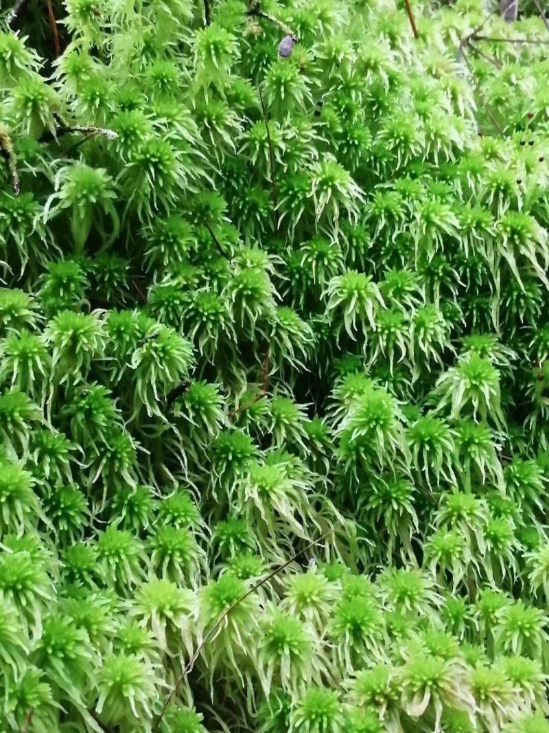 水苔热销实力供货