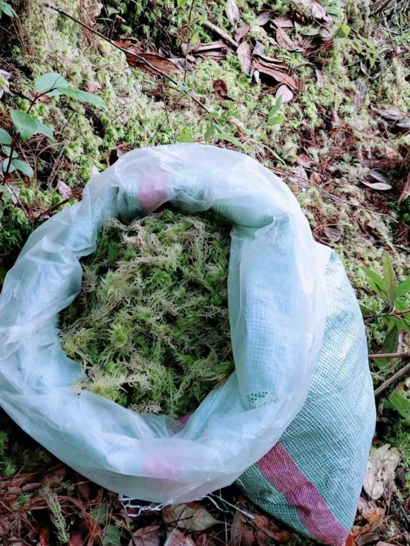 水苔热销实力供货