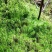 水苔热销实力供货