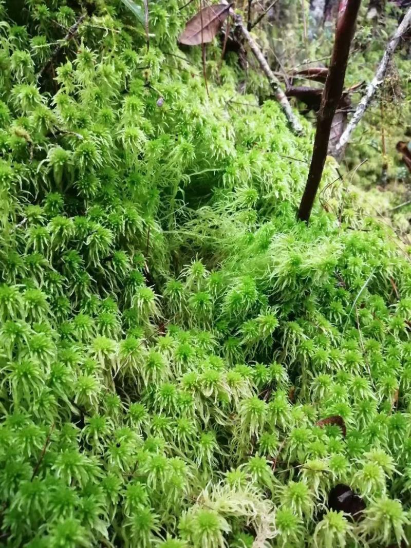 水苔热销实力供货