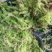 水苔热销实力供货
