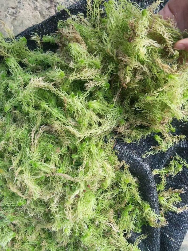 水苔热销实力供货