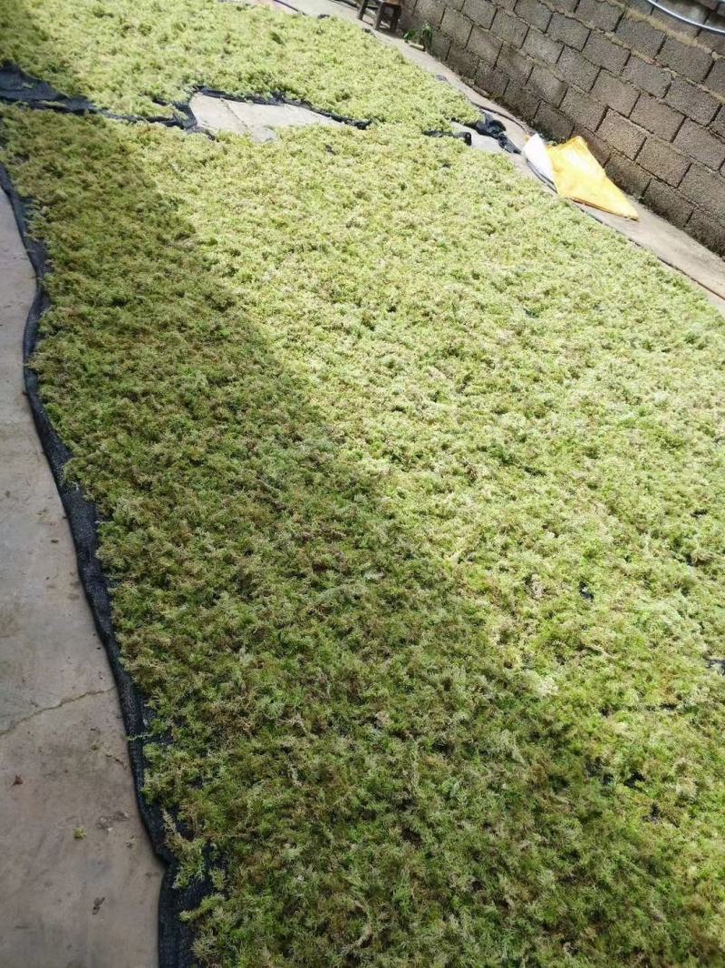 水苔热销实力供货